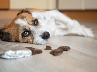 chocolat chien